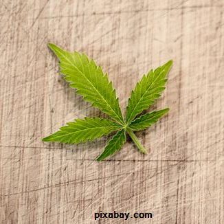 Marijuana leaf