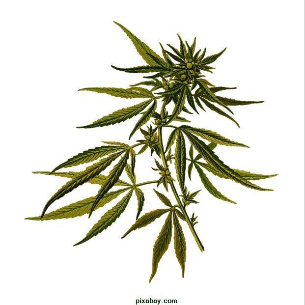 marijuana plant