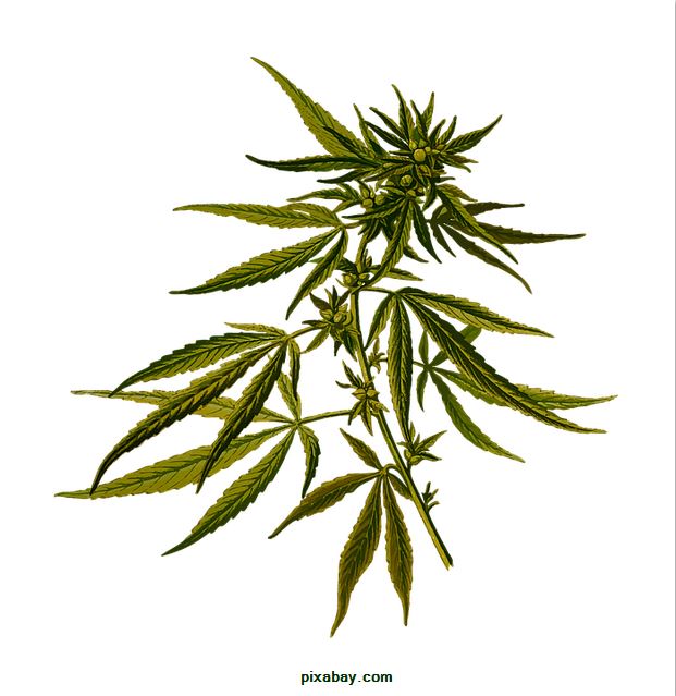 marijuana plant